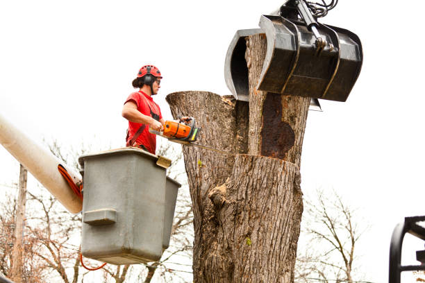  , USA Tree Care Pros